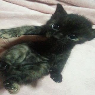 可愛がってくれる里親募集