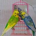 セキセイインコの里親になってもらえませんか。