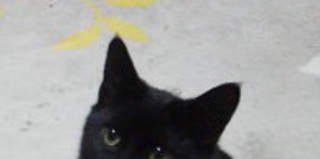 おかげ様で良縁に恵まれました。募集終了いたします。ありがとうございました。