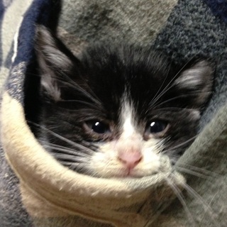 かわいいハチワレさんです