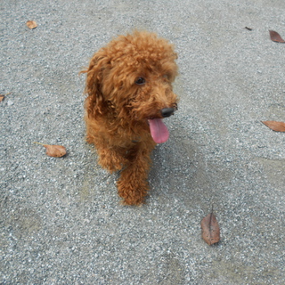 里親決まりました