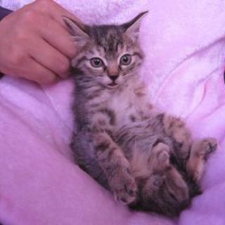 タヌキのほのちゃん　ありがとうございました