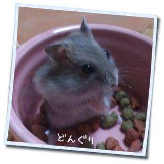 【募集終了】11/7生まれ　ジャンガリアンハムスター