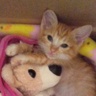 里親さま決定しました。ありがとうございました。