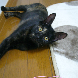 キュートなサビ猫アヤちゃん里親募集☆