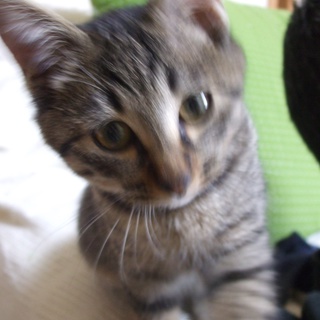 仔猫の里親さん募集!!