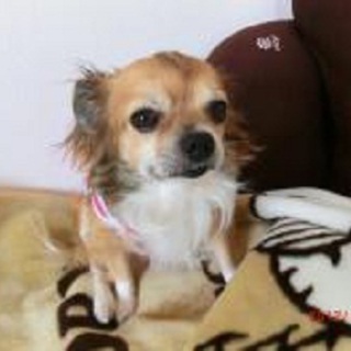 ロングコートチワワ　サム♂