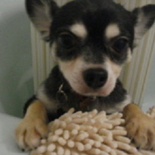 ロングコートチワワ　たぬ吉♂