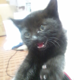 人懐っこい黒猫です！