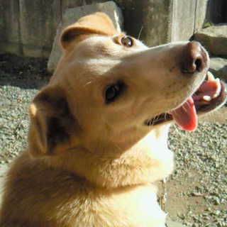 あと2日で保健所に連れて行かれる飼い主を亡くした可哀想なワンちゃんです。