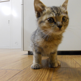 生まれて間もない子猫を救って！母猫はもういません(涙)。