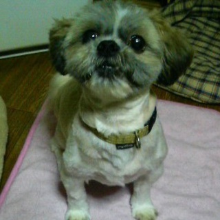 シーズー　ムック♂