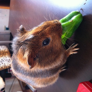 生涯可愛がって下さる方へ…8/23日生まれ モルモットの里親さま募集