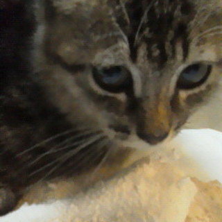 愛くるしい目をした女の子です☆