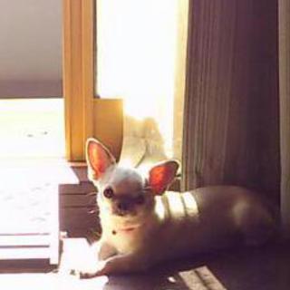 里親さん募集します