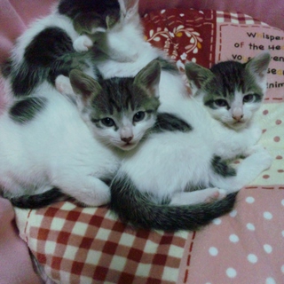 里親募集（3匹）