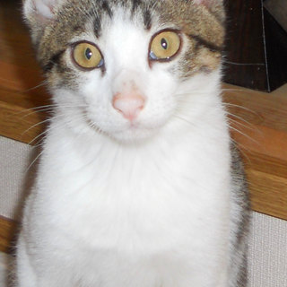 美月君は優しいお兄ちゃん