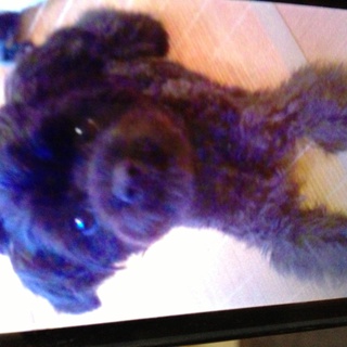 人懐こいトイプードルのミックス犬です☆