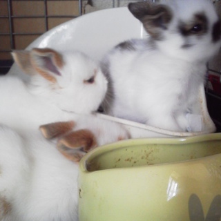 我が家で生まれてしまったウサギ