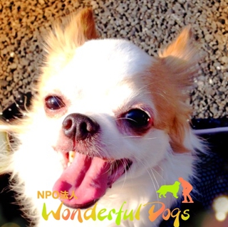 陽だまりのような笑顔。「ポムポム」チワワ　6歳♂