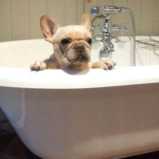 一時里親募集します