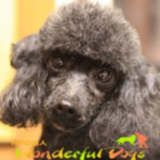 明るく賢い子。「メイサ」トイ・プードル　推定5歳♀