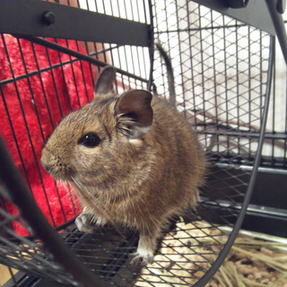 4月産まれのデグーくん♪