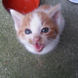 子猫の里親を探しています