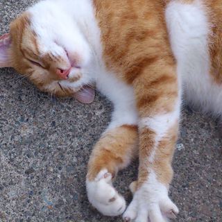 可愛すぎる猫又！？の里親さん募集。