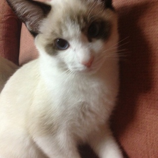 岩見沢です。三匹います。