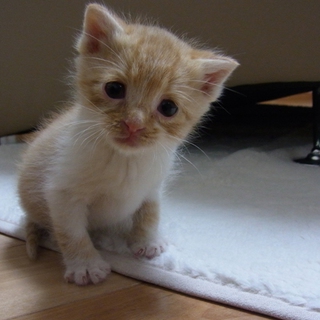 里親を探しています（一時募集停止）