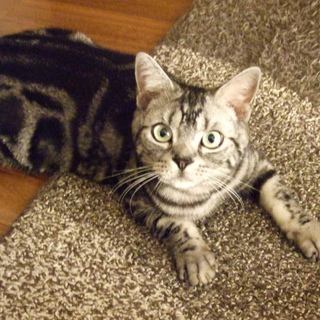 アメショ2歳の男の子