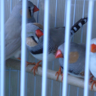 きんかちょうの兄弟です