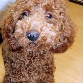 やんちゃ盛りのトイプードル　アプリコット 8ヶ月