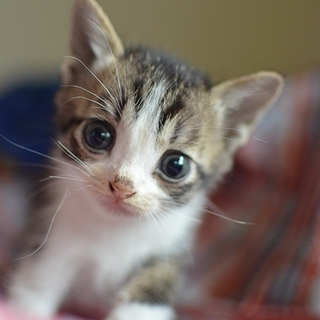 マドレーヌくん　キジ白　17匹多頭飼いレスキュー