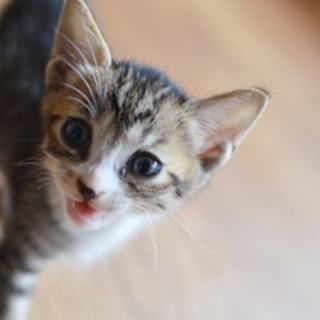 マカロンちゃん　キジ白　17匹多頭飼い崩壊レスキュー