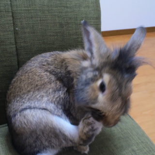 ミニウサギ