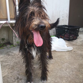 ミニチュアシュナウザーのｍｉｘ犬