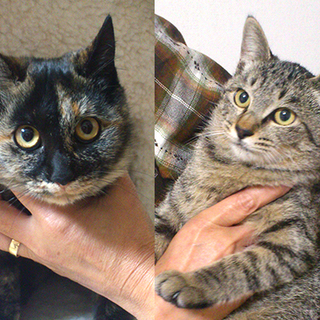 人懐っこい姉妹猫の里親さん募集