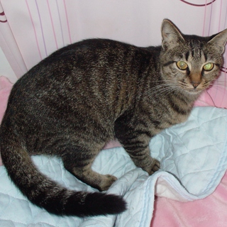 成猫希望の方お願いします。