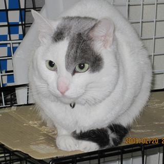 猫(7歳)の一時里親になってくれる方※謝礼金あり