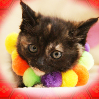 穏やかな性格☆サビ猫nanaちゃん