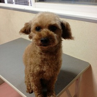 トイプードル里親募集!!