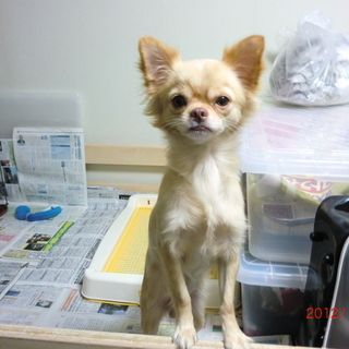 チワワをお譲りします。
