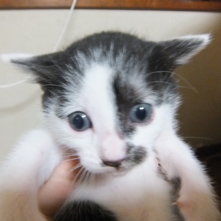可愛い子猫達の里親さん募集！