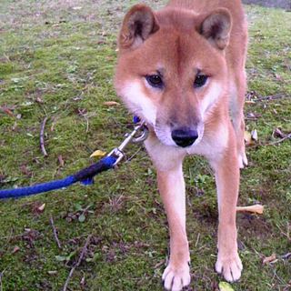 柴系小さめ１歳前後