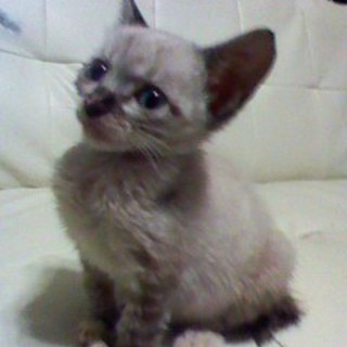 シャム系４ヶ月