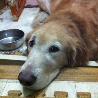 わんぱくイケメンゴールデン