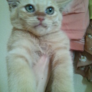 茶トラ２ヶ月半活発です。