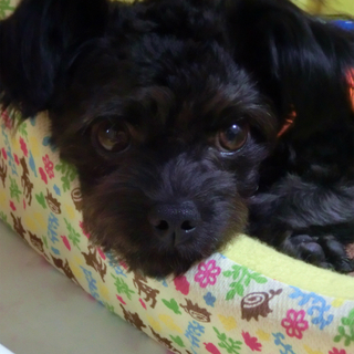 里親決定しました。人懐っこいチワプーのハンサム犬です。